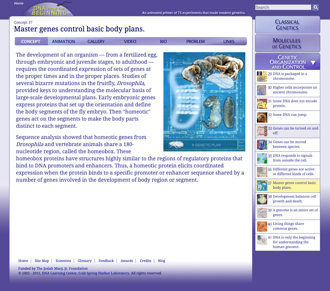 Master Genes Control Basic Body Plans Interactive
