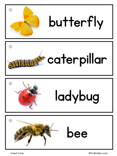 Insect Picture Word Cards Printables