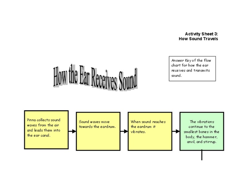 How The Ear Receives Sound Worksheet