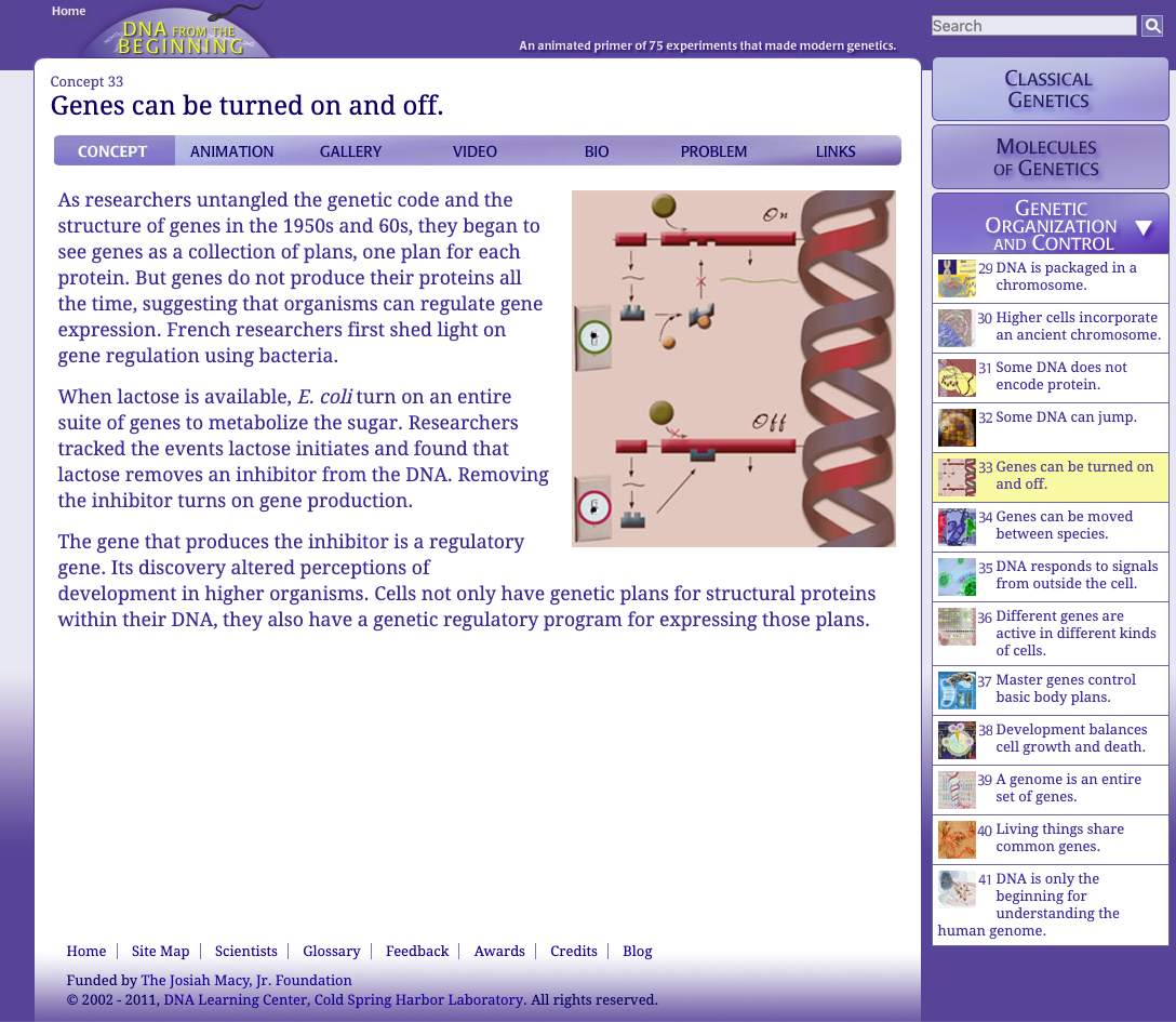 Genes Can Be Turned On and Off Interactive