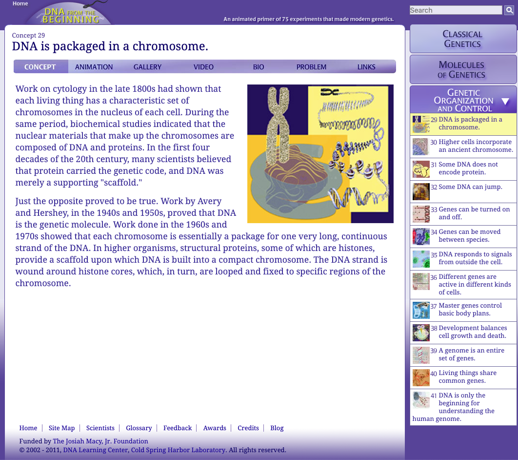 DNA Is Packaged in a Chromosome Interactive