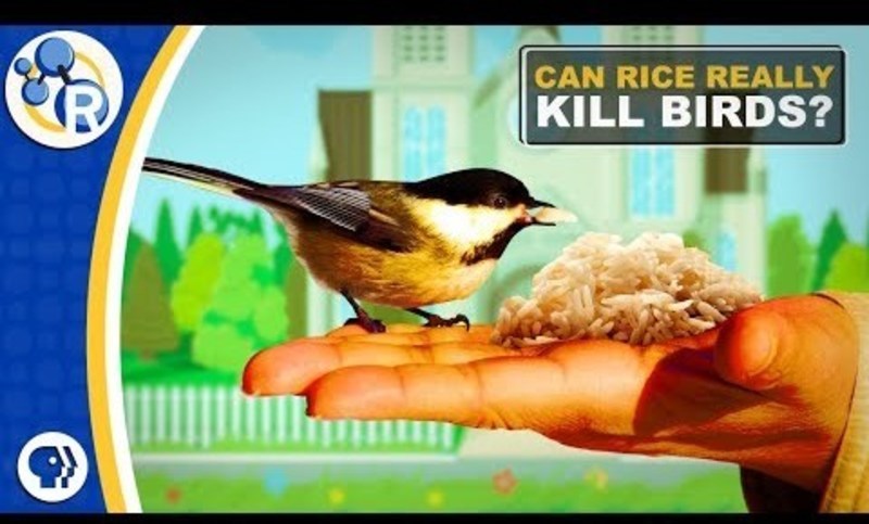 Fact or Fiction: Uncooked Rice Is Bad for Birds Instructional Video
