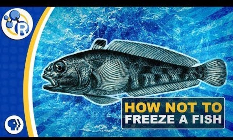 Why Don’t Antarctic Fish Freeze to Death? Instructional Video