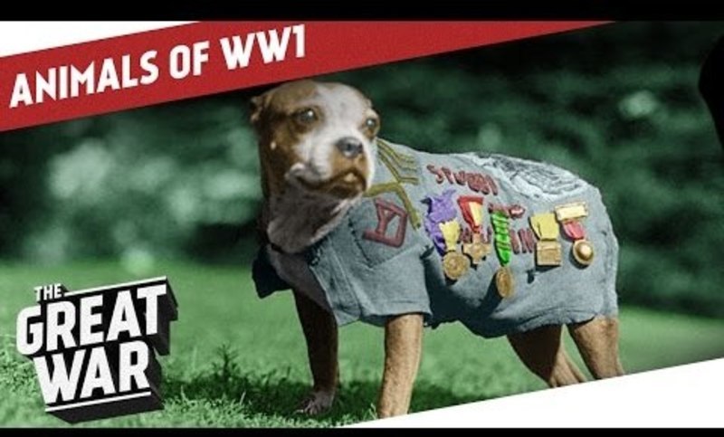 Companions In The Trenches - Animals of World War 1 Instructional Video
