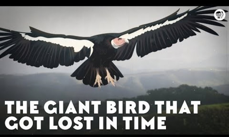 The Giant Bird That Got Lost in Time Instructional Video