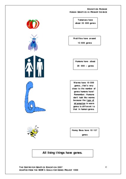 Human Genetics Worksheet