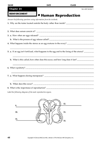 Human Reproduction Worksheet