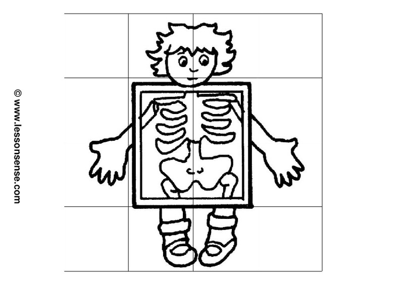 Human Skeleton Worksheet