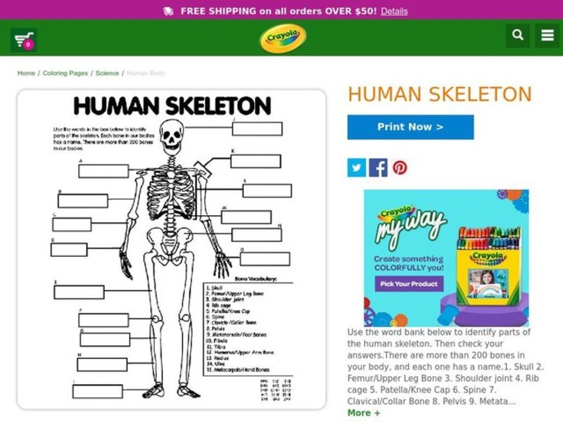 Human Skeleton Worksheet
