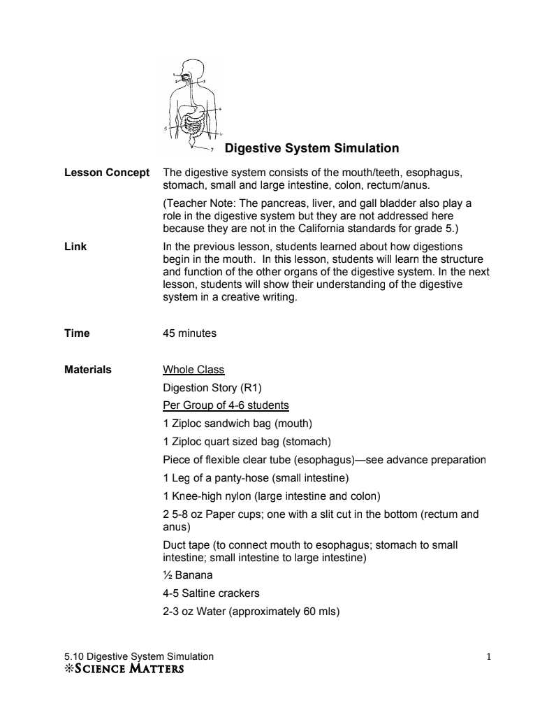 Digestive System Simulation Lesson Plan