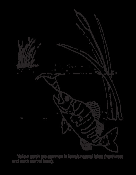 Yellow Perch Coloring Page Worksheet