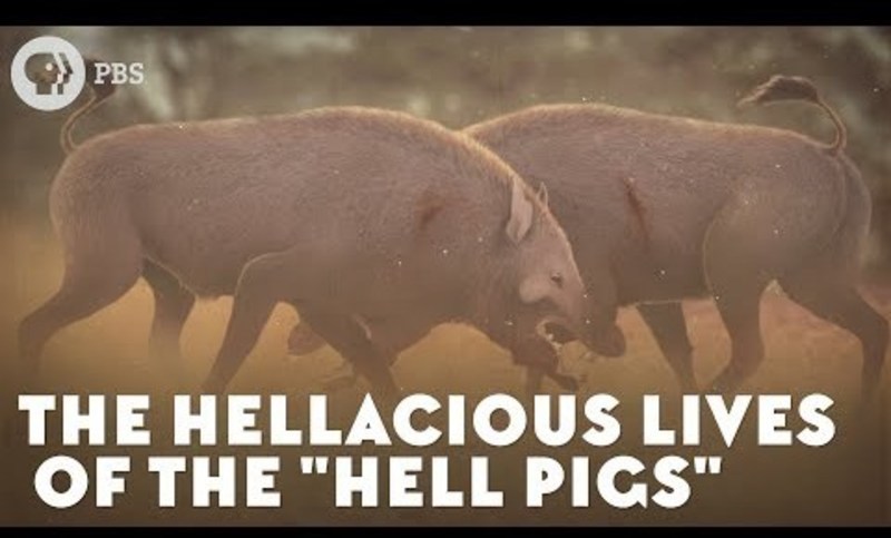 The Hellacious Lives of the "Hell Pigs" Instructional Video