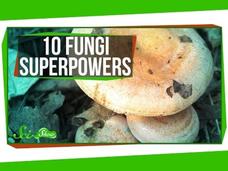 10 Fantastic Fungi Superpowers Instructional Video