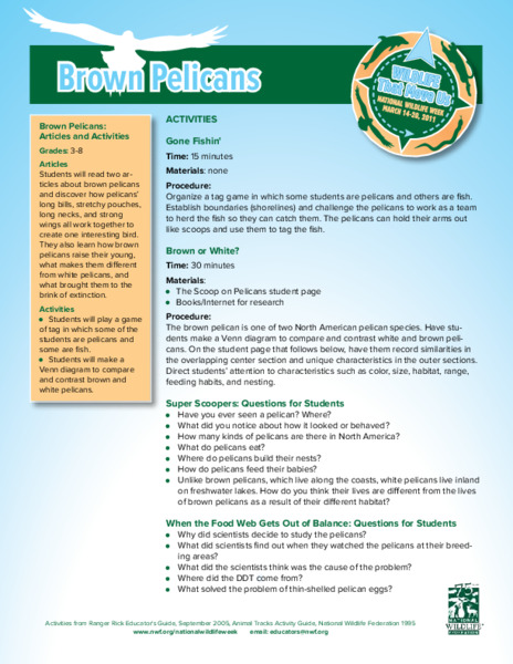 Brown Pelicans Lesson Plan