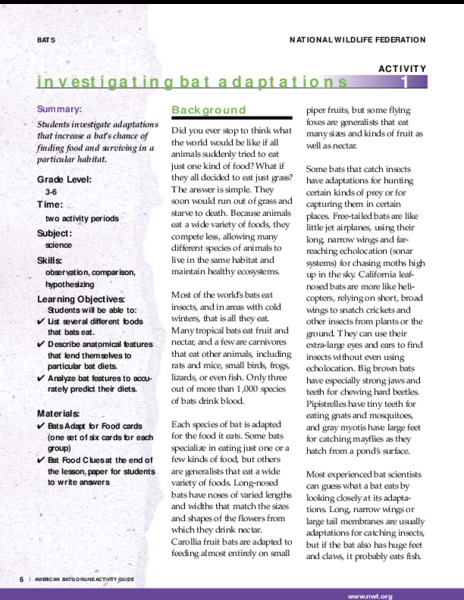 Investigating Bat Adaptations Lesson Plan