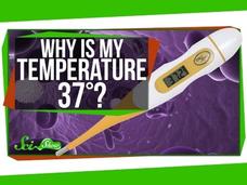 Why Is My Body Temperature 37 Degrees? Instructional Video