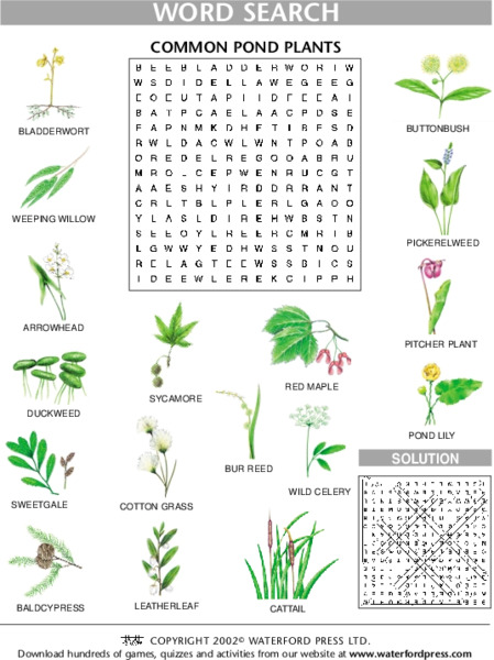 Common Pond Plants Lesson Plan