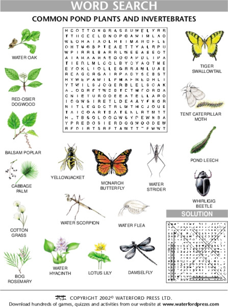 Common Pond Plants and Invertebrates Lesson Plan