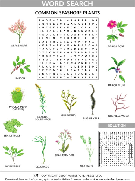 Word Search: Common Seashore Plants Lesson Plan