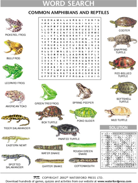 Word Search: Common Amphibians and Reptiles Lesson Plan