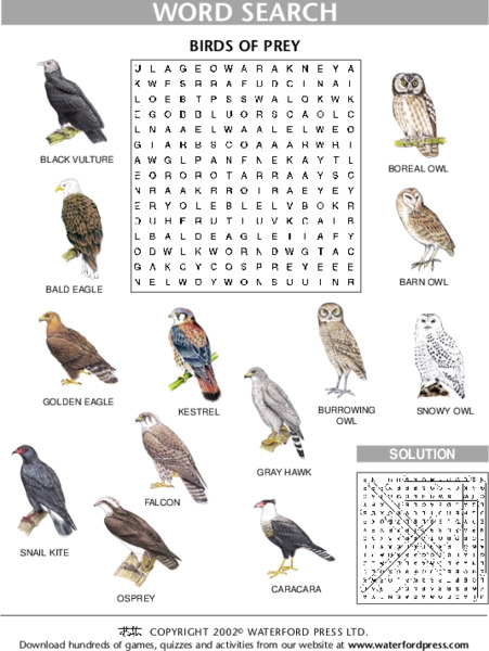 Word Search: Birds of Prey Lesson Plan