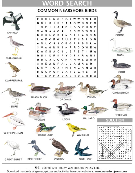 Word Search: Common Nearshore Birds Lesson Plan