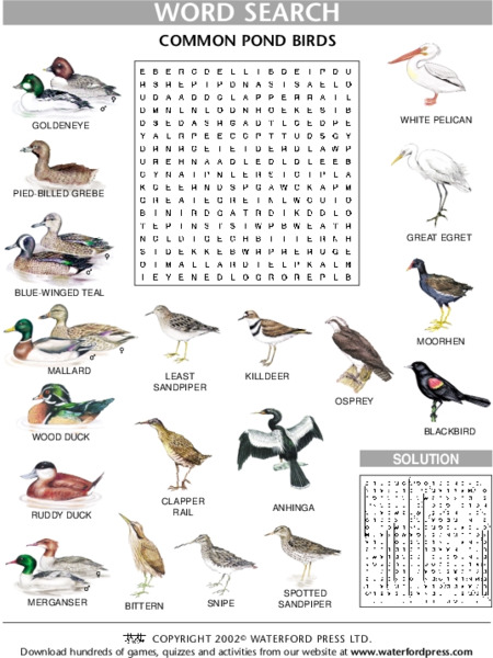 Word Search:Common Pond Birds Lesson Plan