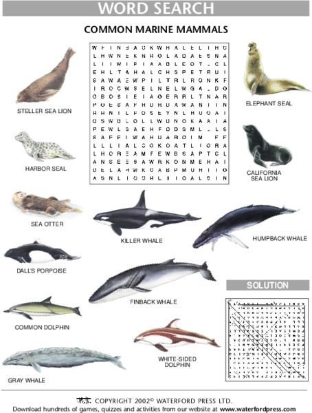 Word Search: Common Marine Mammals Lesson Plan