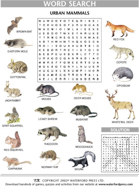Word Search: Urban Mammals Lesson Plan