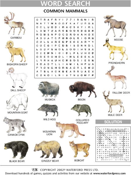Word Search: Common Mammals Lesson Plan