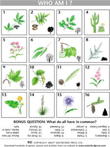 Who Am I? Lesson Plan