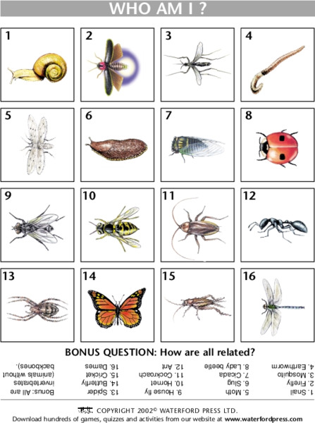 Who am I? Lesson Plan