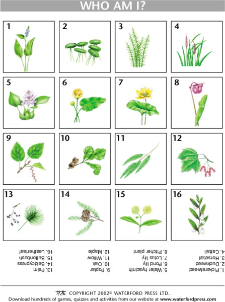 Who am I? Wildflowers Lesson Plan
