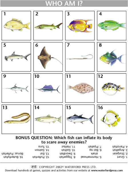 Who Am I? Lesson Plan