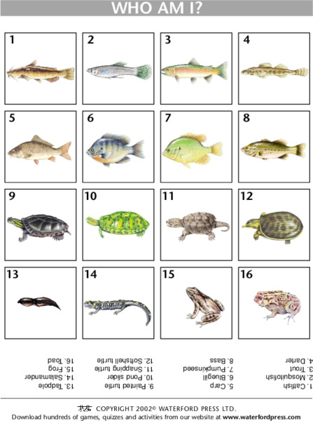 Who am I? Lesson Plan