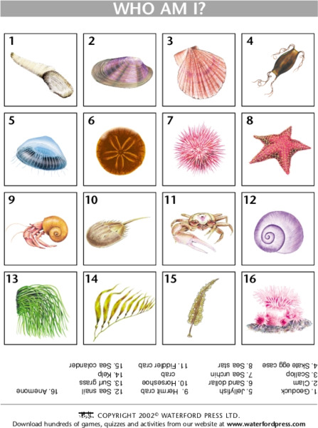 Who am I? Lesson Plan