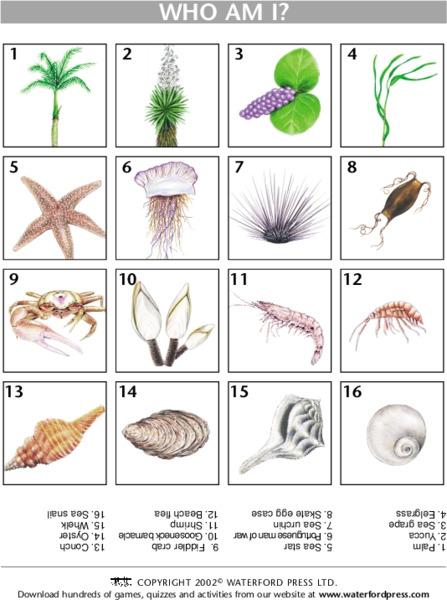 Who am I? Lesson Plan