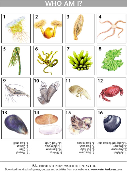 Who Am I? Lesson Plan