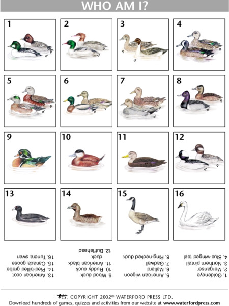 Who am I? Lesson Plan