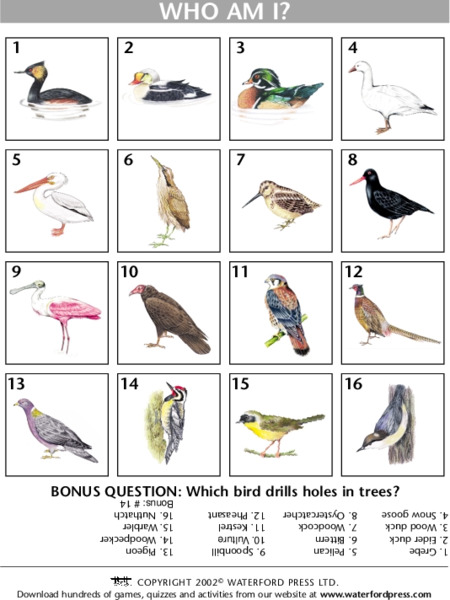 Who Am I? Lesson Plan