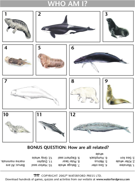 Who am I? Lesson Plan