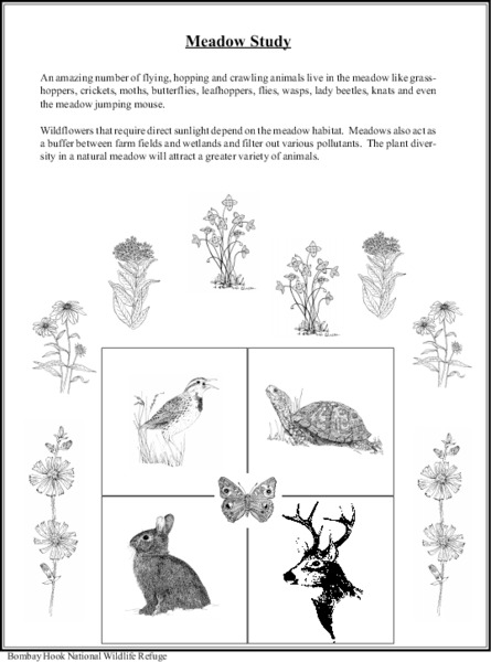 Meadow Study Lesson Plan