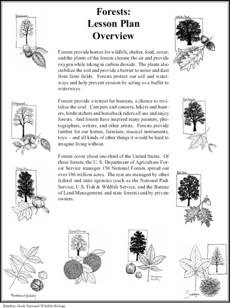 Forests Lesson Plan