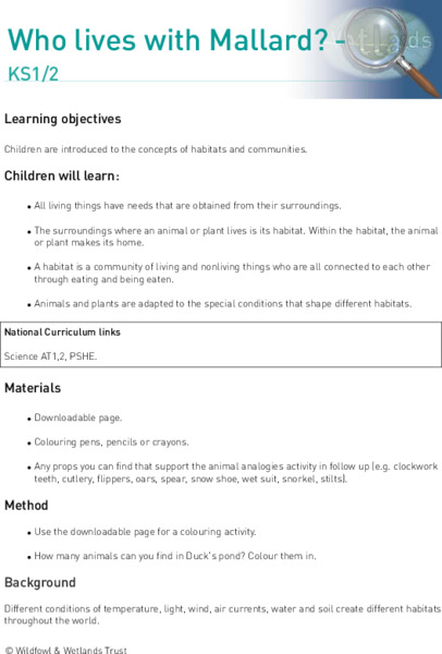 Who Lives with Mallard? Lesson Plan