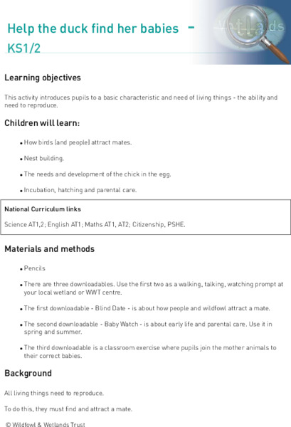 Help the Duck Find Her Babies Lesson Plan
