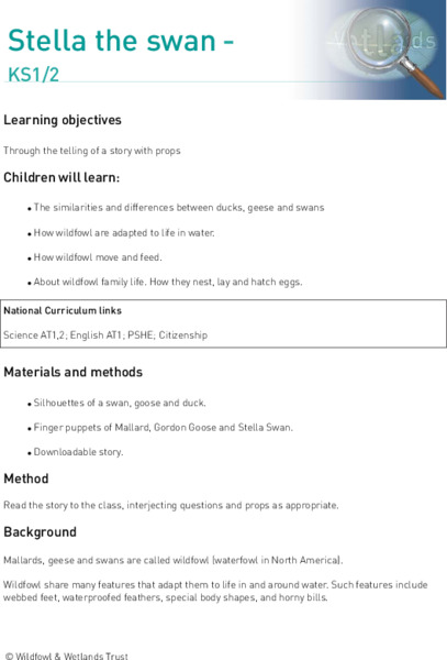 Stella the Swan Lesson Plan