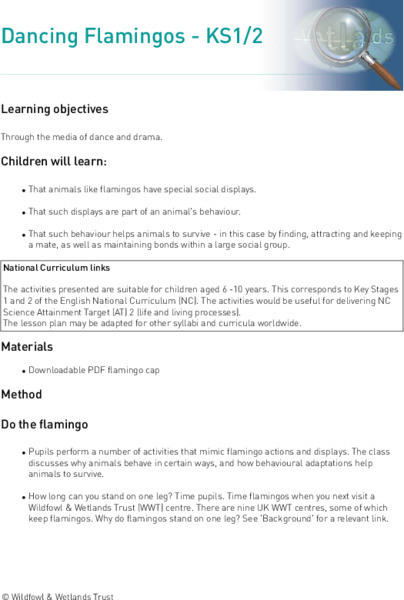 Dancing Flamingos Lesson Plan