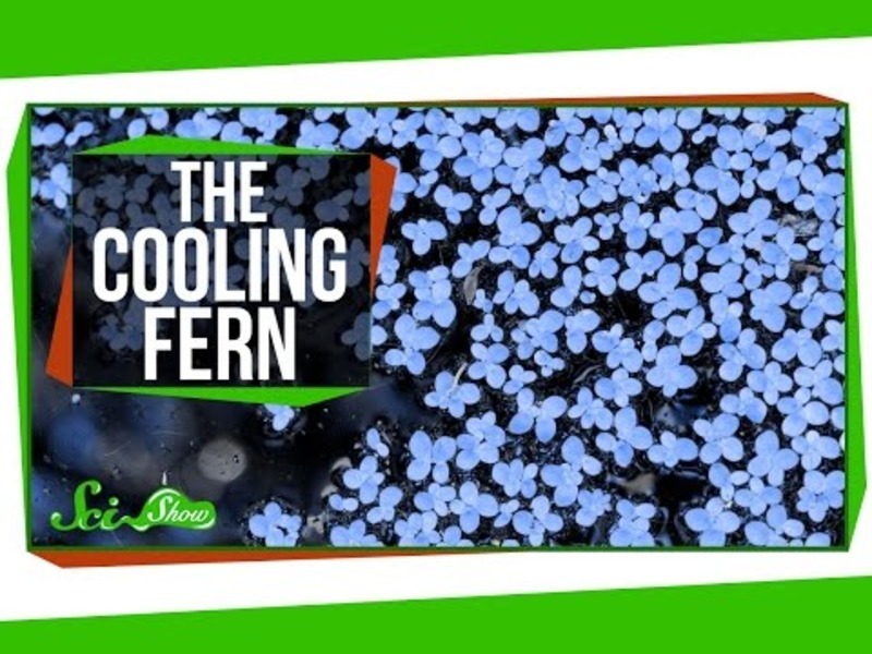The Fern That Cooled the Planet Instructional Video