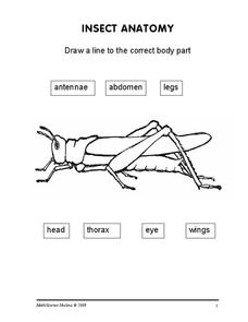 Insect Anatomy Worksheet