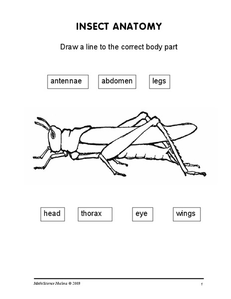 Insect Anatomy Worksheet